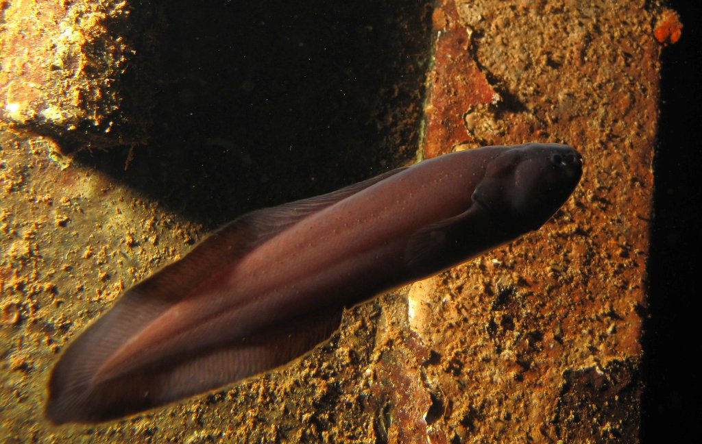 Grammonus ater (Risso, 1810) - Pesce in una Grotta